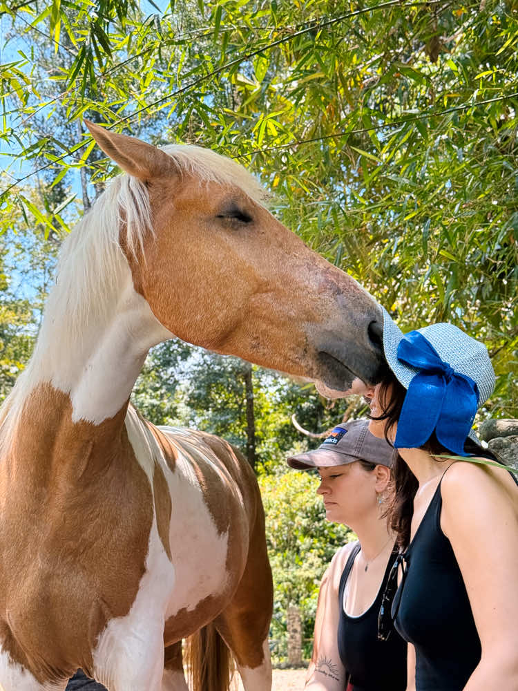 Kindred Spirits @horses.yoga 4